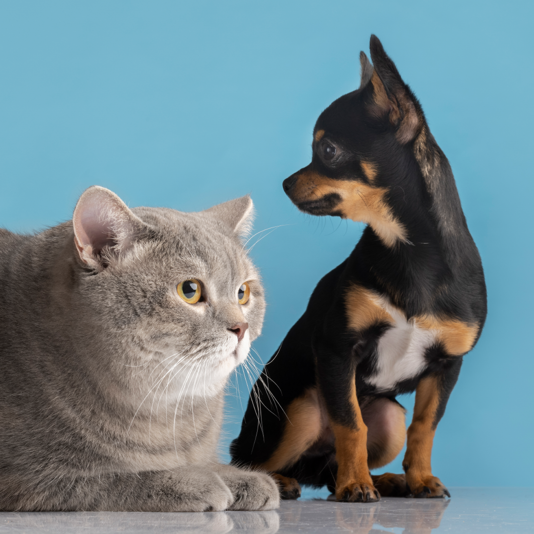 A small dog and a cat peacefully sitting together, embodying the tranquility of reiki healing for pets.